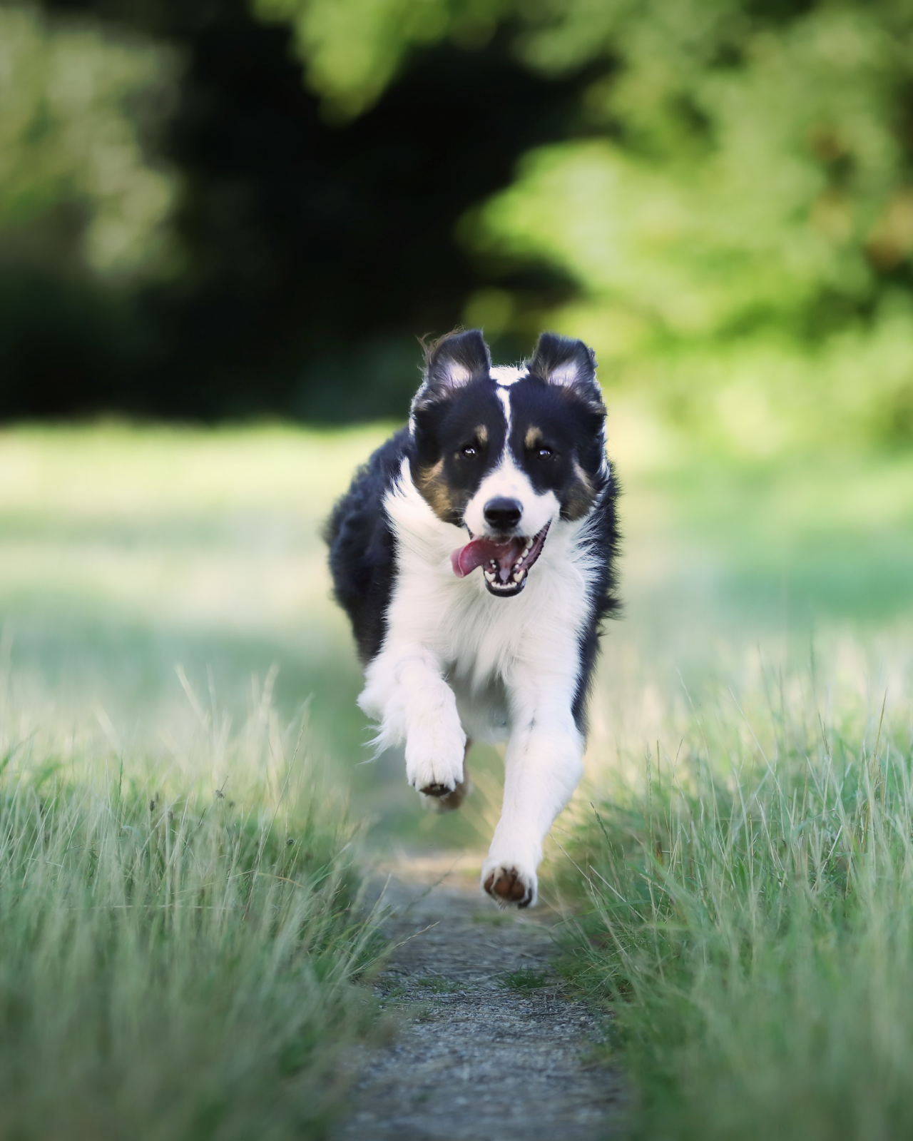 closeup-border-collie-dog-running-field 1