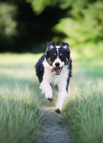 closeup-border-collie-dog-running-field 1